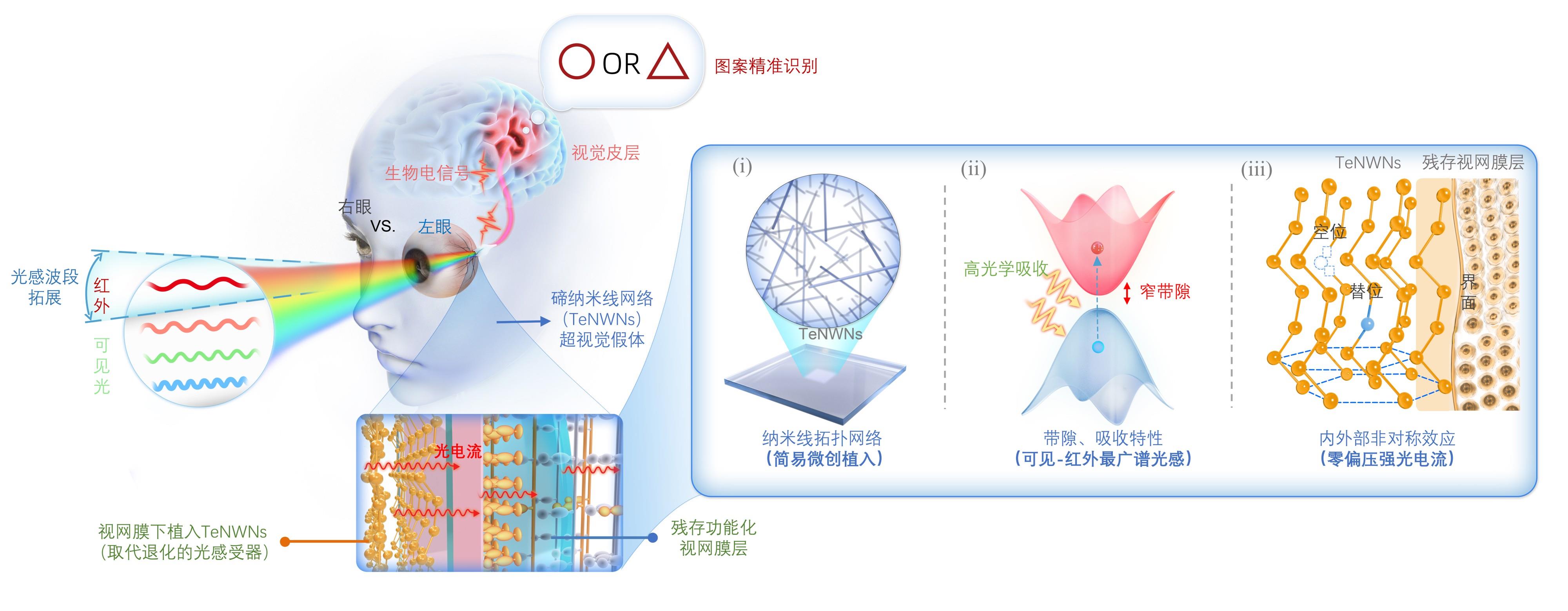 赋予动物“超视觉”，科学家开发新一代视觉假体